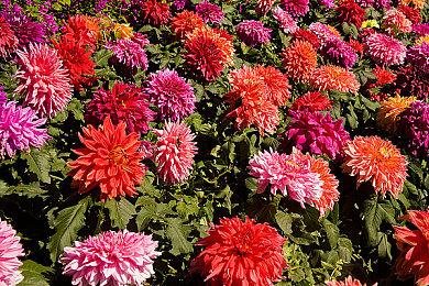 《光与影：33号远征队》主线30+小时 售价50美元